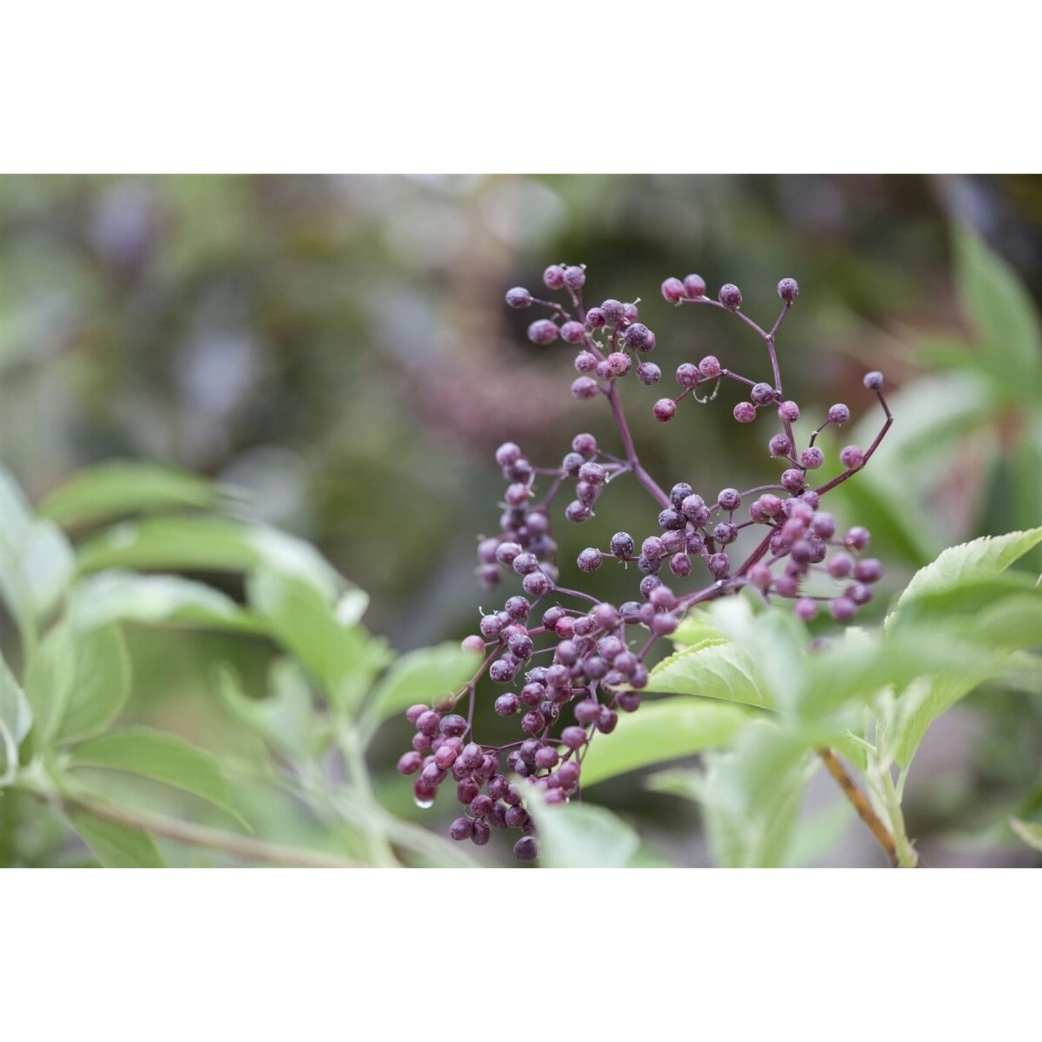 Sambucus Nigra Schwarzer Holunder 40–60 cm günstig online kaufen