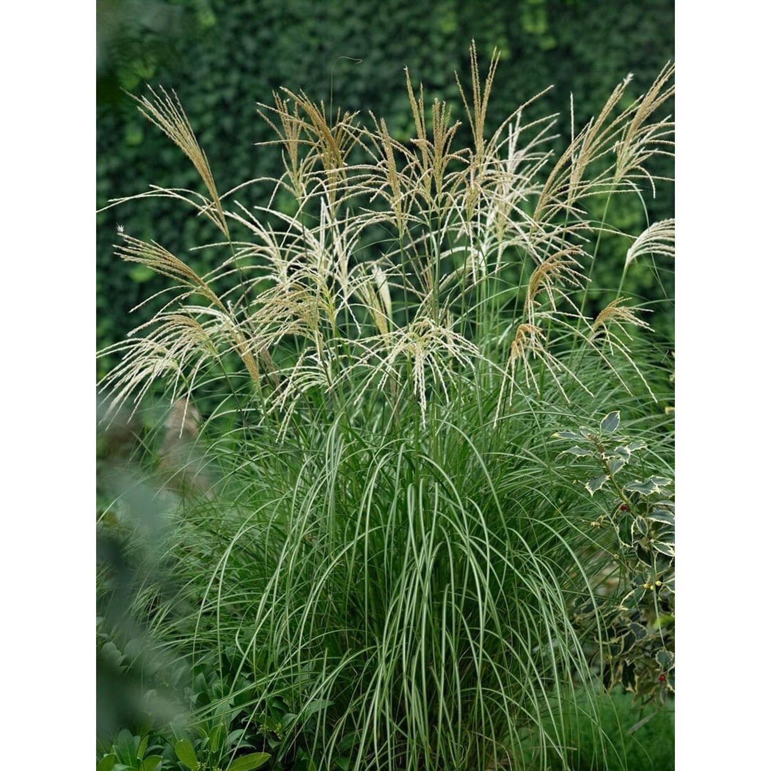 Miscanthus Sinensis Hermann Müssel Chinaschilf Ca. 11x11 cm Topf günstig online kaufen