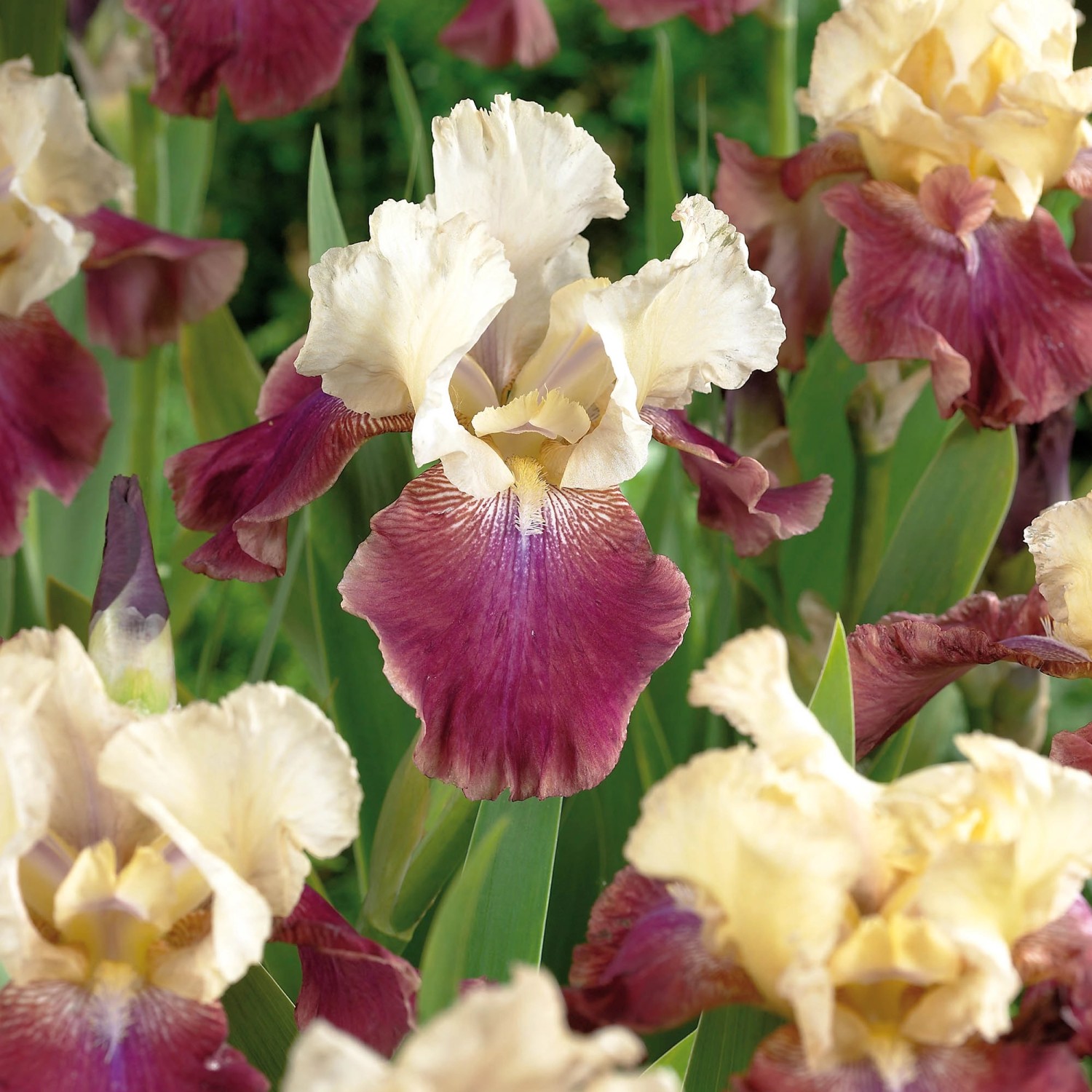 GROW by OBI Iris "Summer Fiesta" Lila/Weiß kaufen bei OBI