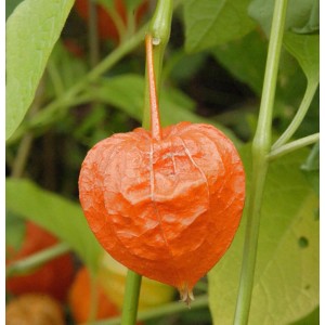 Nahaufnahme einer orangefarbenen Lampionblume (Physalis alkekengi) im Garten.