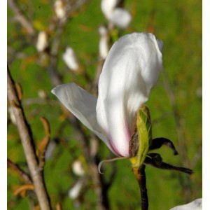 Nahaufnahme einer rosa Sternmagnolienblüte (Magnolia stellata) im Garten.