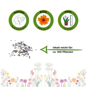 Blaukissen Violett Samen: Infos zu Aussaat, Blüte und Höhe der Gartenblume.