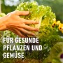 Salatkopf in Händen über Hochbeet, gedüngt mit Compo Bio Langzeit-Dünger.