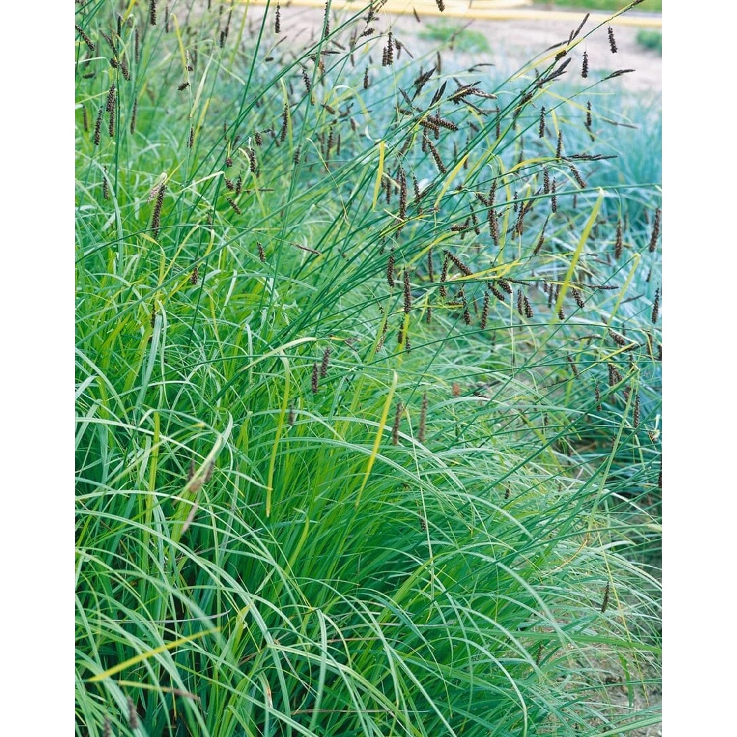 Carex Flacca Blaugrüne Segge Ca. 9x9 cm Topf günstig online kaufen