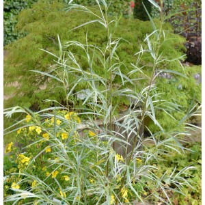 Koyoten-Weide (Salix exigua), 60-80cm, mit schmalen, silbrigen Blättern im Garten.