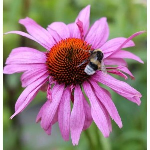 Nahaufnahme einer rosa Echinacea purpurea 'Magnus Superior' mit Hummel. Sonnenhut Staude.