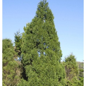 Säulenförmiger, grüner Zypressen-Wacholder 'Spartan', 80-100cm hoch.