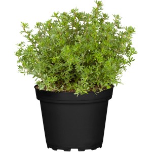 Fingerstrauch (Potentilla) im Topf, ca. 20-30 cm hoch. Ideal für Garten und Balkon.