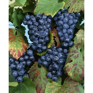 Dunkle Weintrauben der Vitis Vinifera Regent Weinrebe zwischen grünen Blättern.