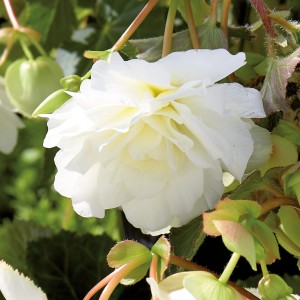 Nahaufnahme einer weißen GROW by OBI Begonie Cascade mit grünen Blättern.