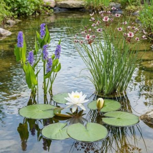Vdvelde Weiße Seerose Komplettset Inkl Korb Substrat Kies & Nahrung