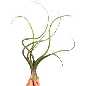 Tillandsie, ca. 6 cm hoch, in Hand gehalten. Luftpflanze mit langen, grünen Blättern.