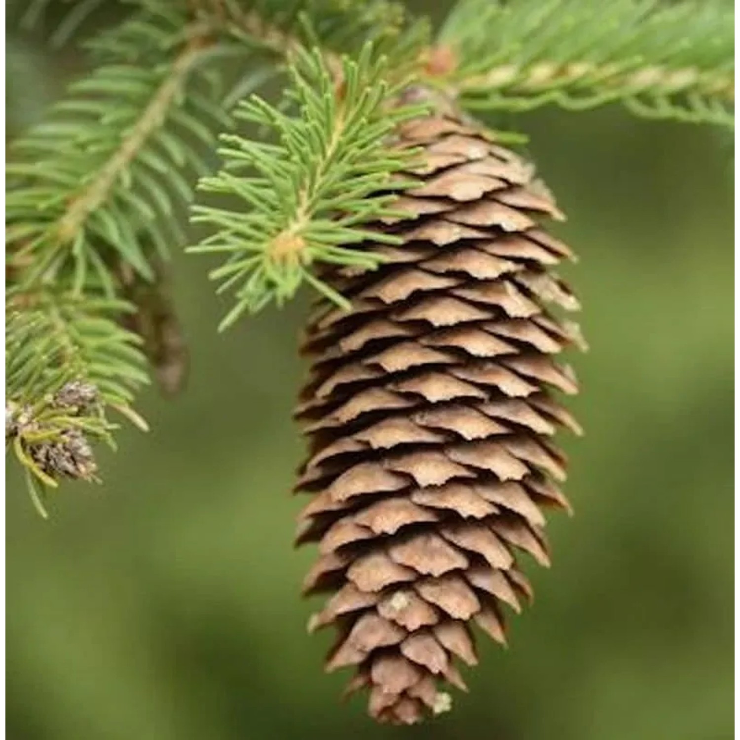 Rotfichte 80-100cm - Picea abies