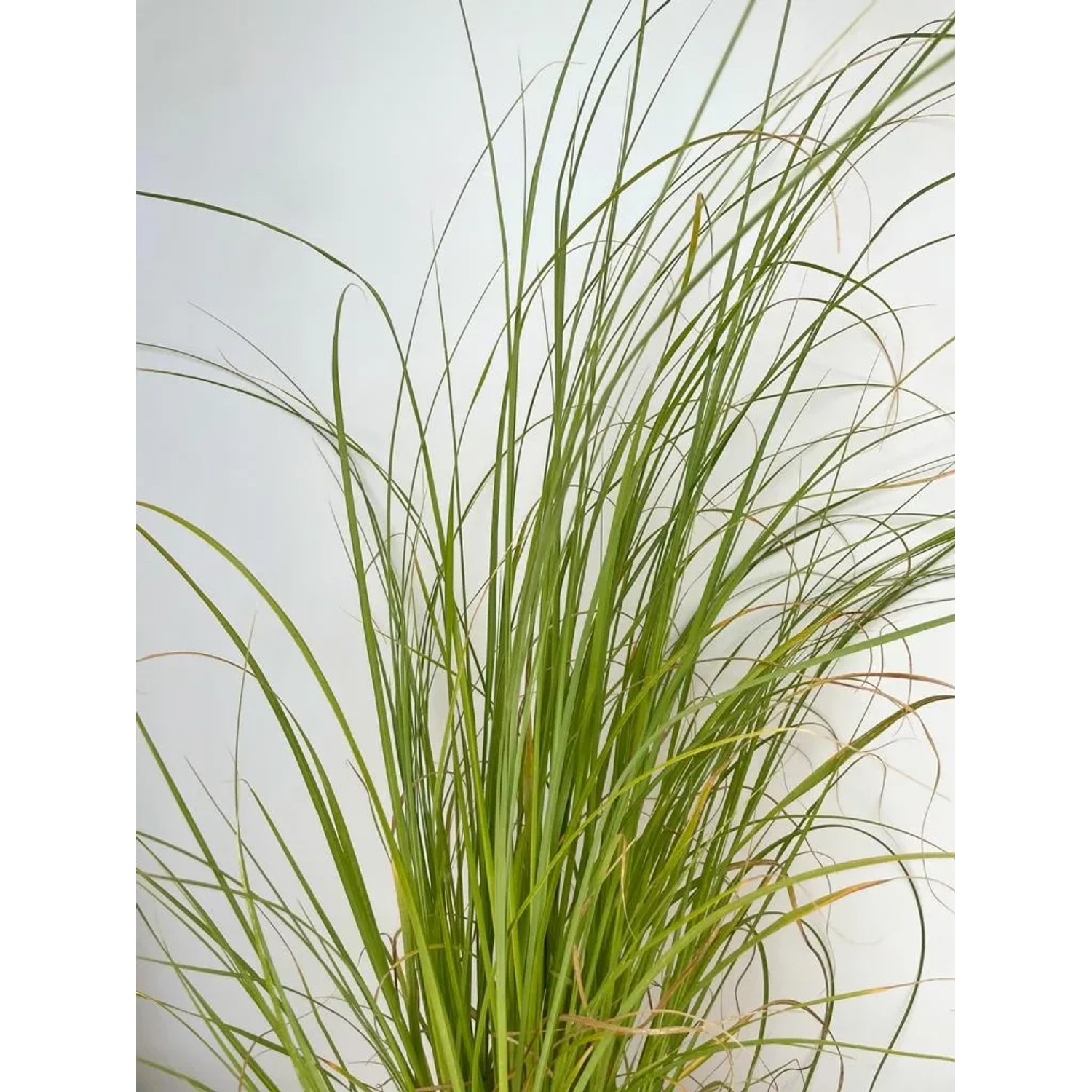 Baumfink Pampasgras Cortaderia selloana winterhart Topfpflanze kaufen bei OBI