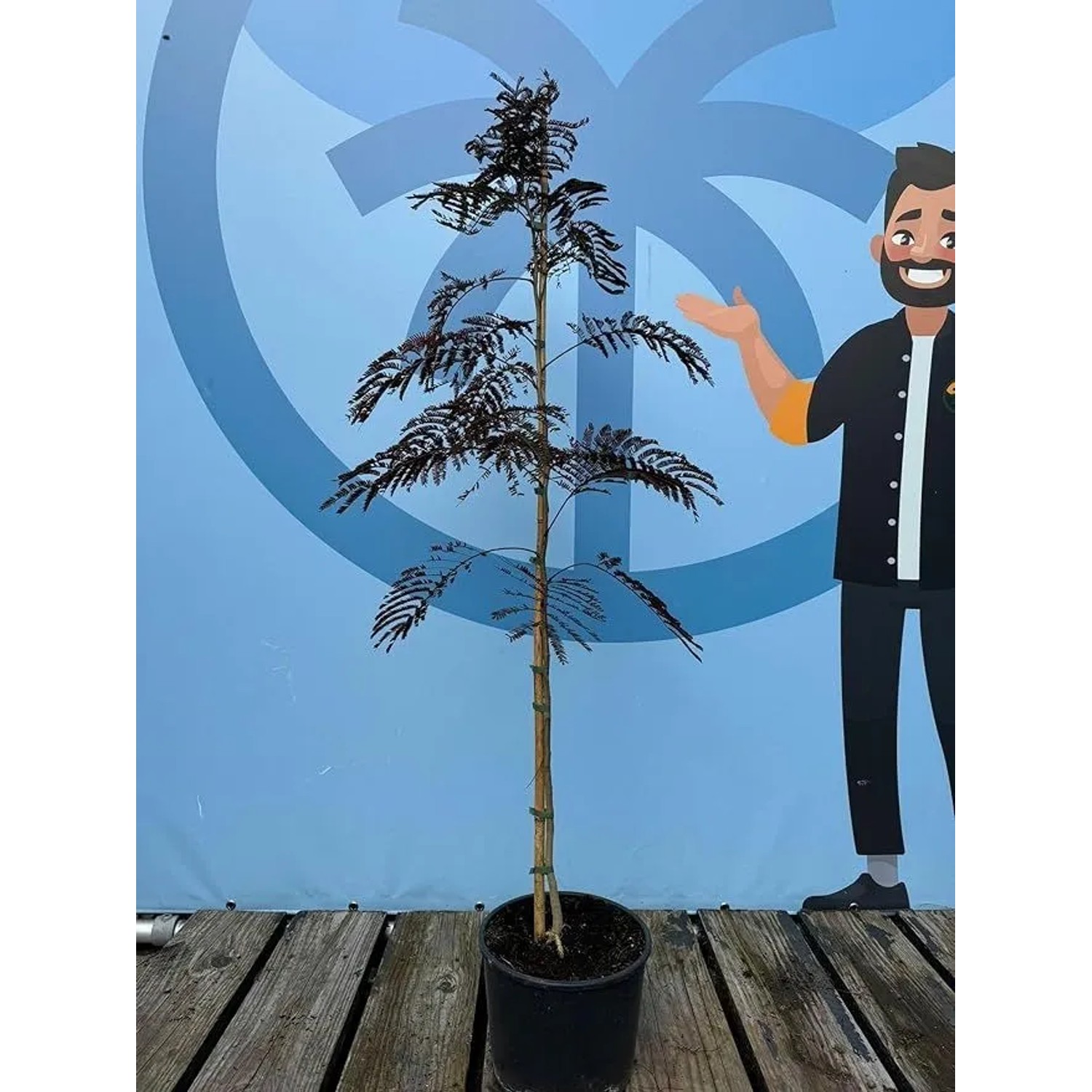Albizia Julibrissin Summer Chocolate Schlafbaum, ca. 150 cm hoch, mit schokoladenbraunen Blättern im Topf.
