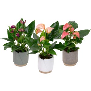 Flamingoblume Anthurium im Keramiktopf, verschiedene Farben, ca. 30-40 cm hoch.