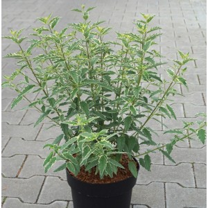 Bartblume White Surprise im Topf, ca. 40-60cm hoch, mit weiß geränderten Blättern.