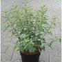 Bartblume White Surprise im Topf, ca. 40-60cm hoch, mit weiß geränderten Blättern.