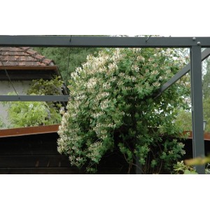 Blühende Jelängerjelieber (Lonicera Caprifolium) mit cremeweißen Blüten auf einer Pergola.