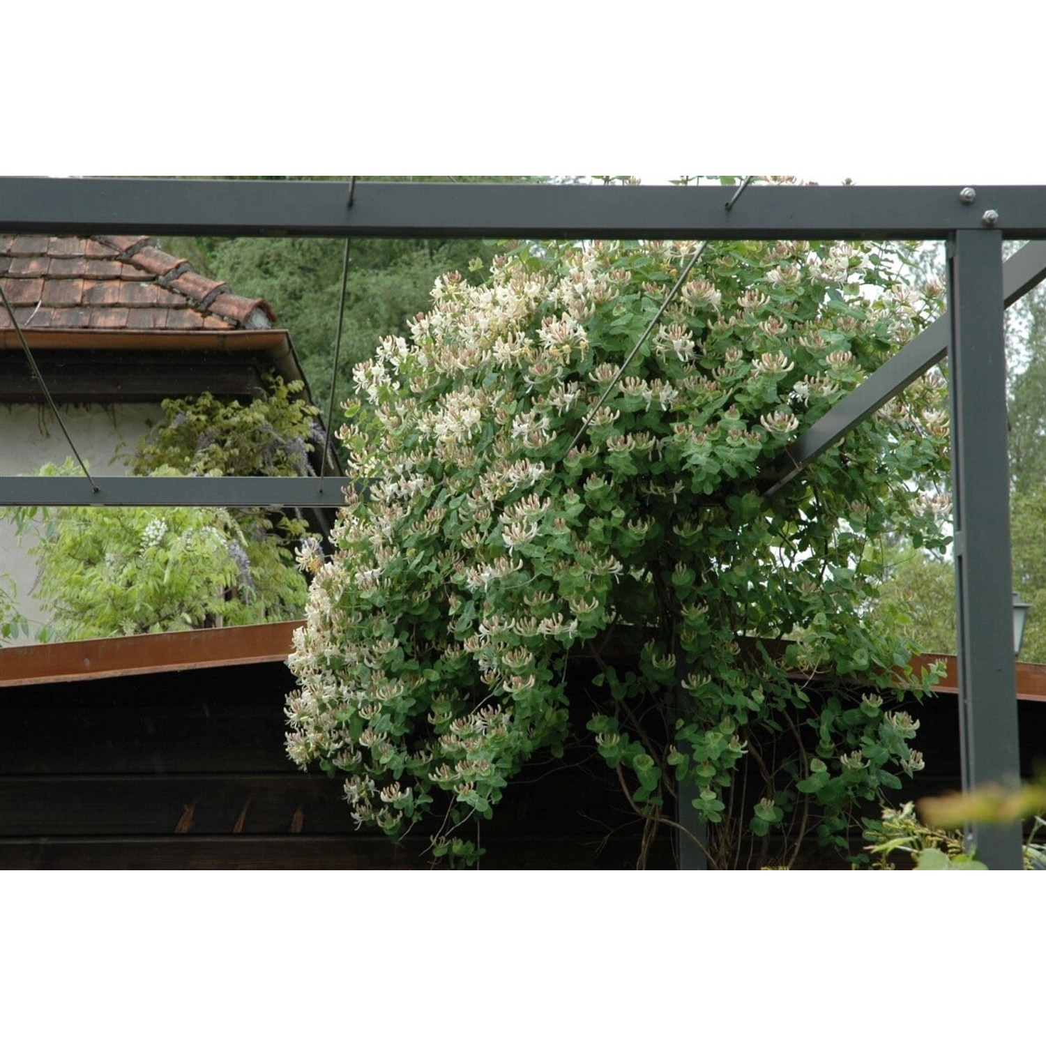 Blühende Jelängerjelieber (Lonicera Caprifolium) mit cremeweißen Blüten auf einer Pergola.