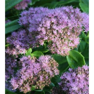 Nahaufnahme der rosa blühenden Prächtigen Fetthenne Brillant (Sedum spectabile) im Garten.