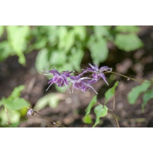 Lila Elfenblume (Epimedium Grandiflorum Lilafee) im 9x9 cm Topf.