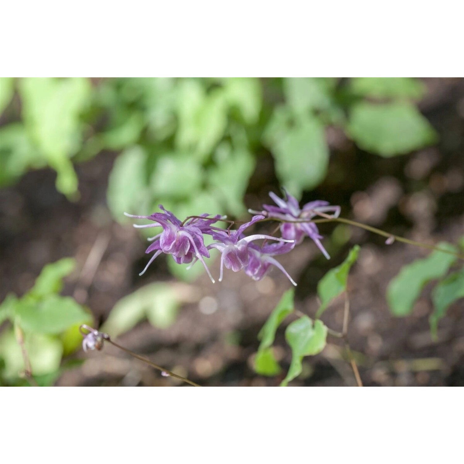 Epimedium Grandiflorum Lilafee Elfenblume Ca. 9x9 cm Topf günstig online kaufen