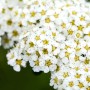 Nahaufnahme der weißen Blüten der Brautspiere (Spiraea Arguta). Strauch mit üppiger Blütenpracht.