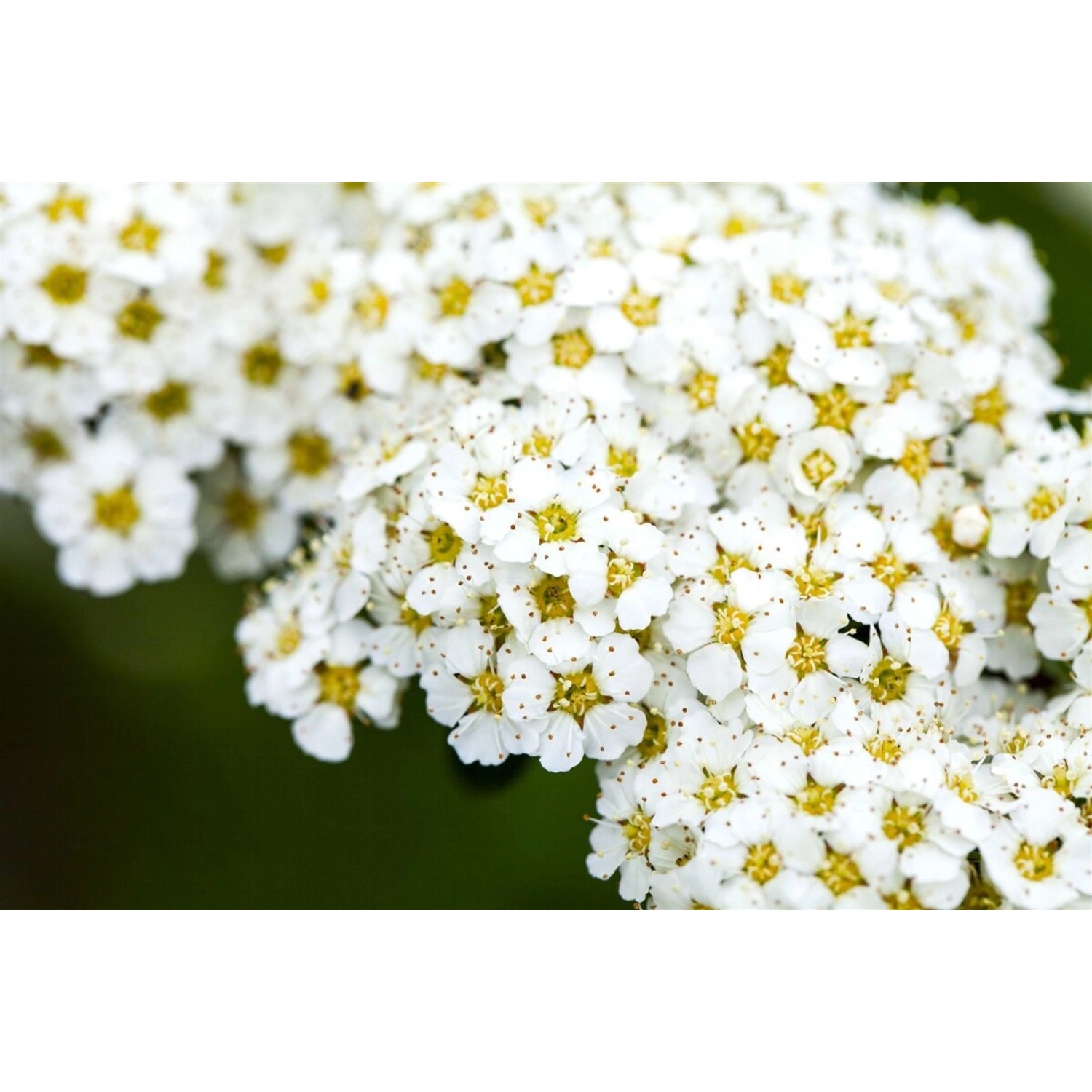 Spiraea Arguta Brautspiere Weiß 80–100 cm günstig online kaufen