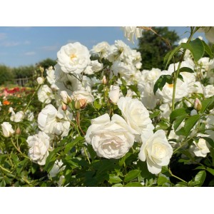 Nahaufnahme der Strauchrose Schneewittchen mit üppigen, reinweißen Blüten im Garten.