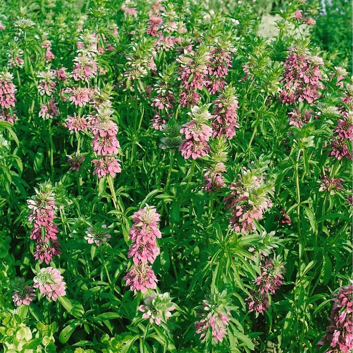 Monarda Fistulosa Feuerschopf Wilde Bergamotte Ca. 9x9 cm Topf günstig online kaufen