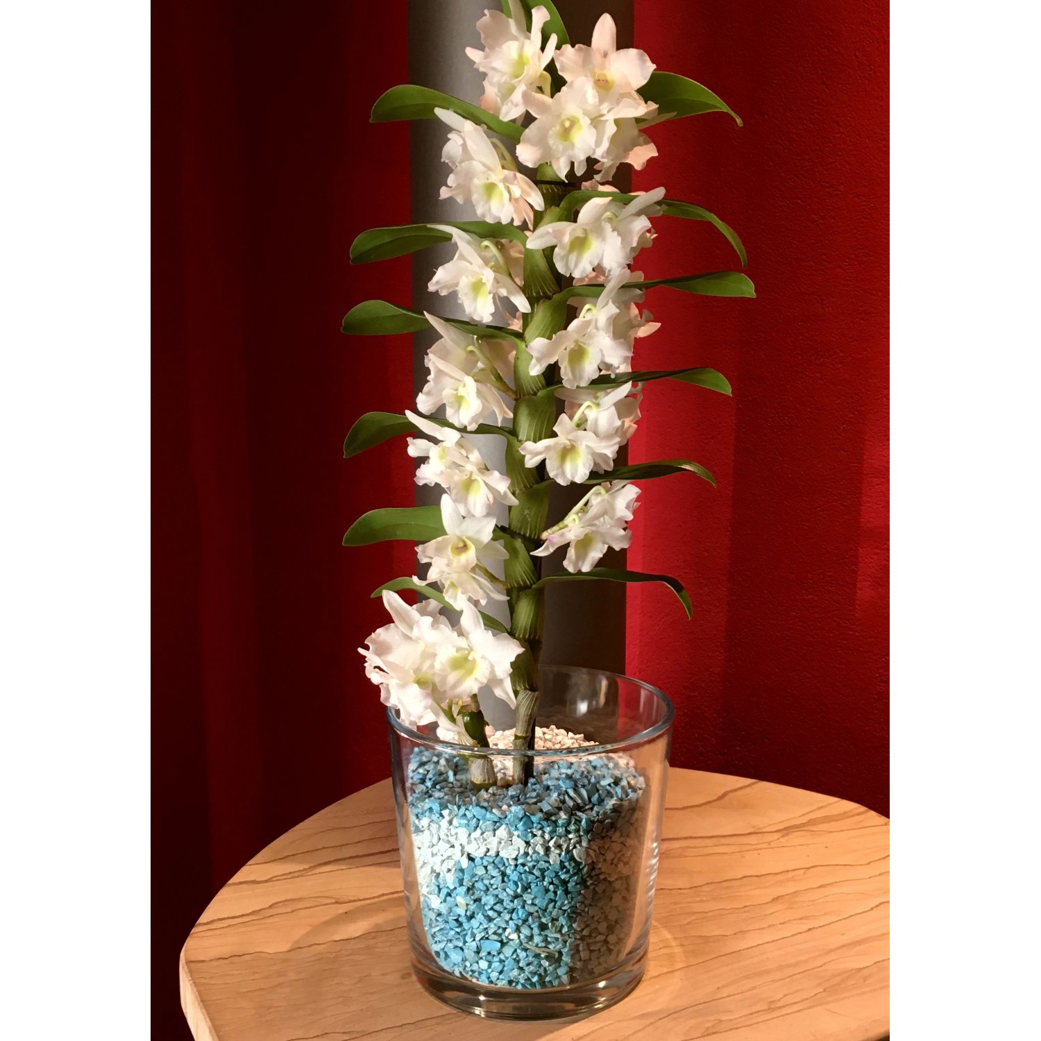Colomi Orchideengranulat, blau, 1 l im Glas mit blühender Orchidee.