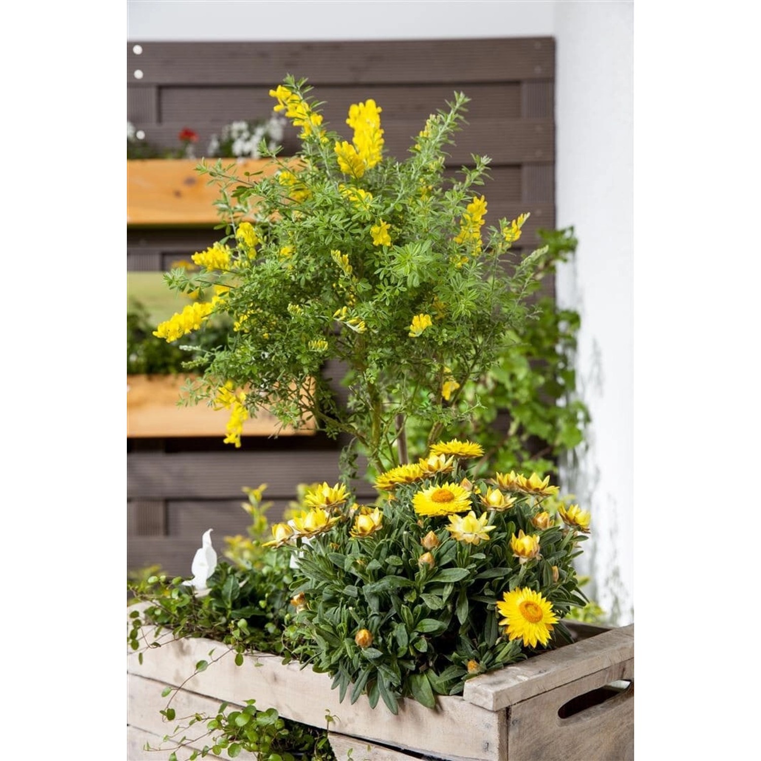Cytisus Nigricans Cyni Schwarzginster Gelb 30–40 cm günstig online kaufen