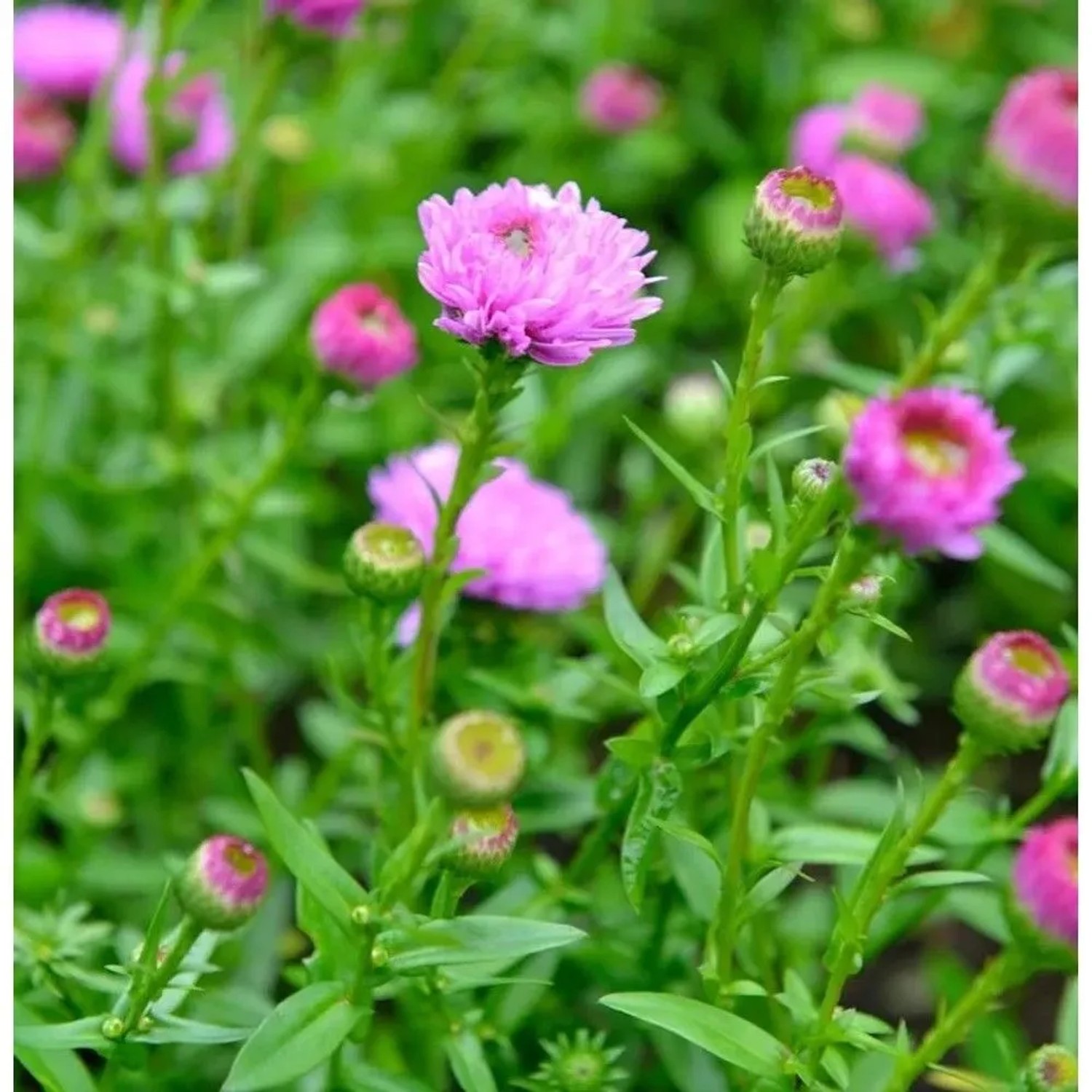 Rauhblattaster Rosenpompon - Aster novi belgii