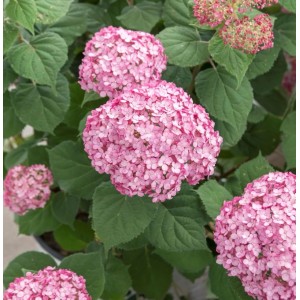 Ballhortensie Candybelle Bubblegum 30-40cm - Hydrangea arborescens