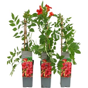 Drei Klettertrompeten Fire Trumpet im Topf mit feuerroten Blüten und grünen Blättern.