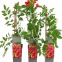 Drei Klettertrompeten Fire Trumpet im Topf mit feuerroten Blüten und grünen Blättern.