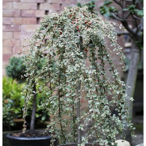 Hochstamm Mispel Juliette, 60-80cm, mit weißbunten Blättern und roten Beeren.