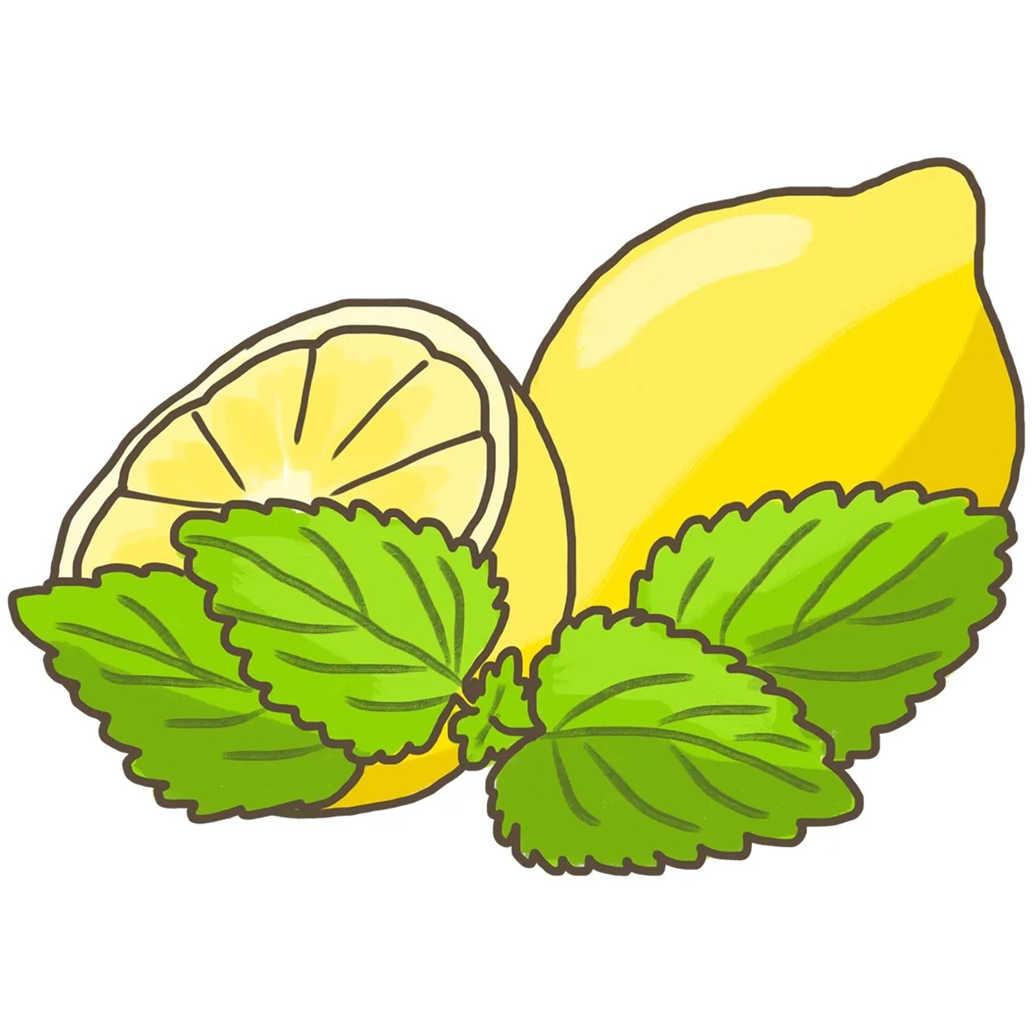Illustration: Zitrone, halbe Zitrone und Zitronenmelisse Blätter. Küchenkräuter für Tee und Deko.