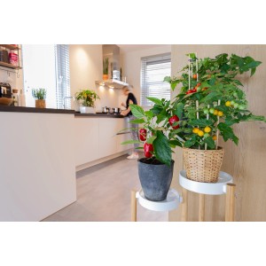 Cherrytomate 'Pick & Joy' im Topf, ca. 40 cm hoch, mit reifen, roten und gelben Tomaten in der Küche.