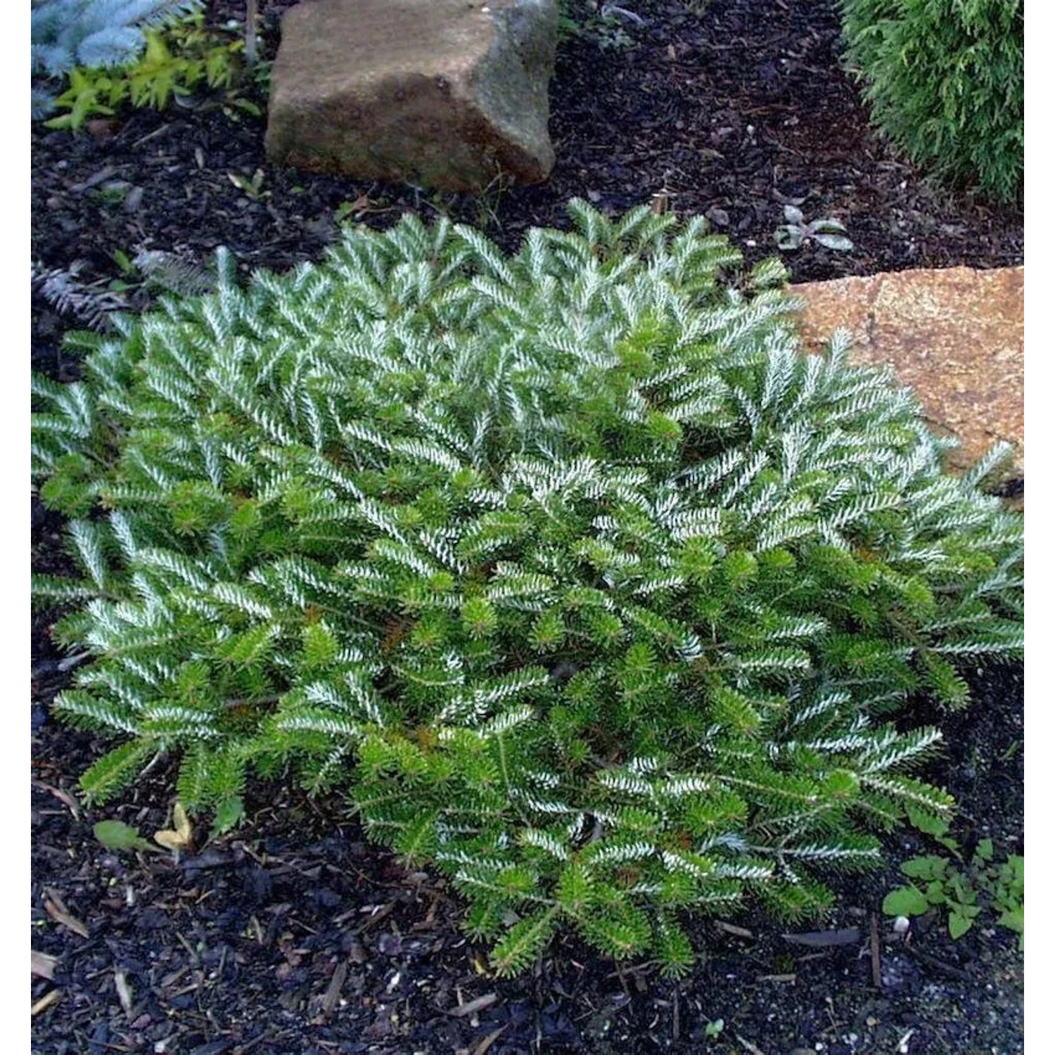 Gedrungene Zwerg Koreatanne Alpin Star 25-30cm - Abies koreana