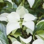 Nahaufnahme: Chinesischer Hartriegel 'Schmetterling' mit weißen Blüten und grünen Blättern.