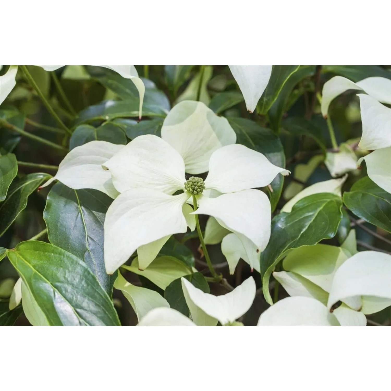 Nahaufnahme: Chinesischer Hartriegel 'Schmetterling' mit weißen Blüten und grünen Blättern.