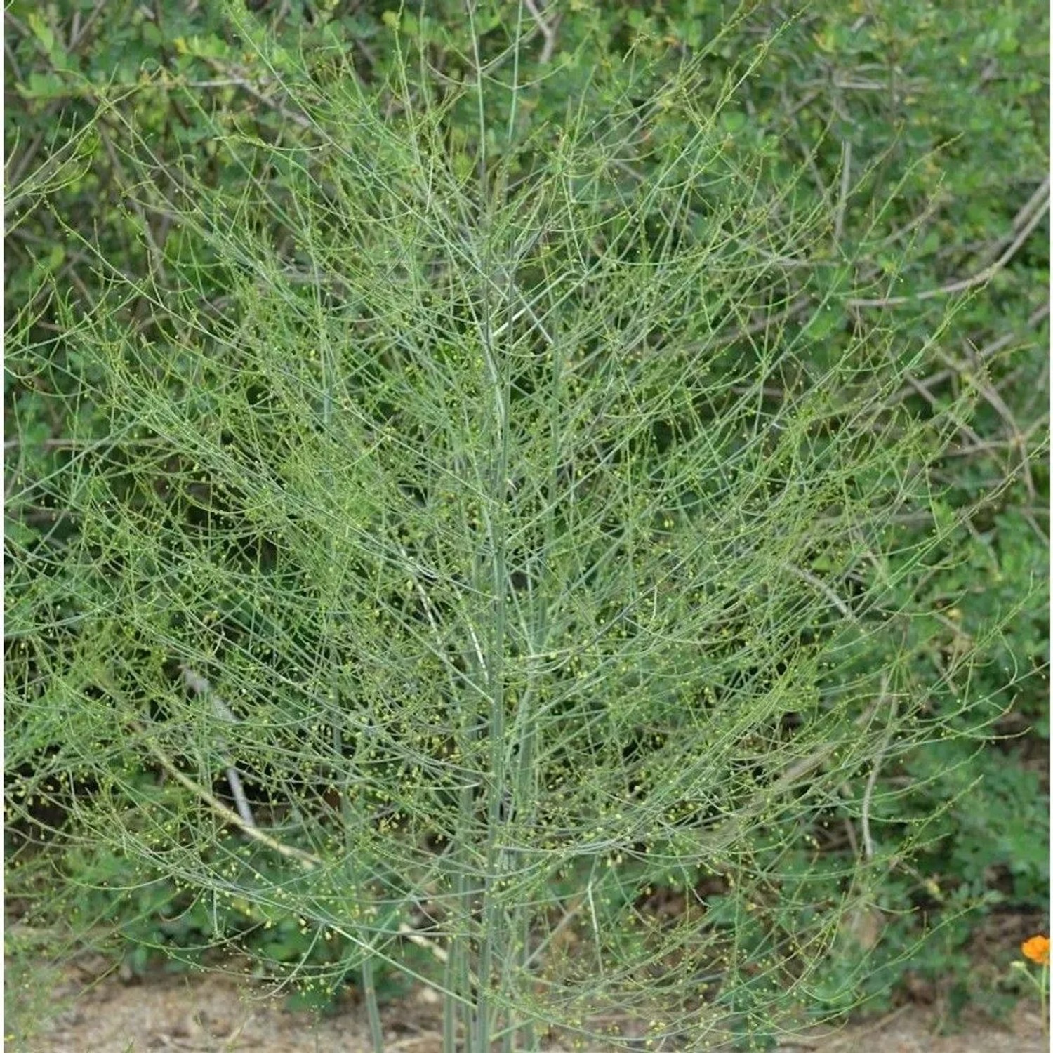 Image of Bleichspargel Gijnlim - Asparagus officinalis
