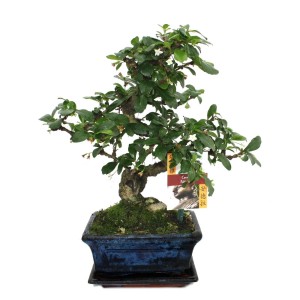 Exotenherz Bonsai Fukientee, ca. 6 Jahre alt, in blauer Schale. Zimmerbonsai mit kleinen, weißen Blüten.