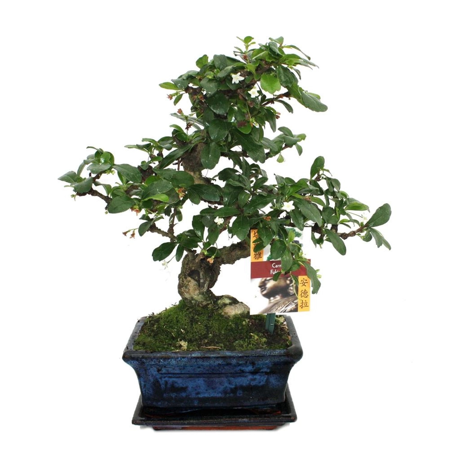 Exotenherz Bonsai Fukientee Carmona Microphylla ca. 6 Jahre