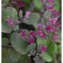 Pflaumen Fetthenne Lidakense mit graugrünen Blättern und leuchtend pinken Blüten, ideal als winterharte Staude.