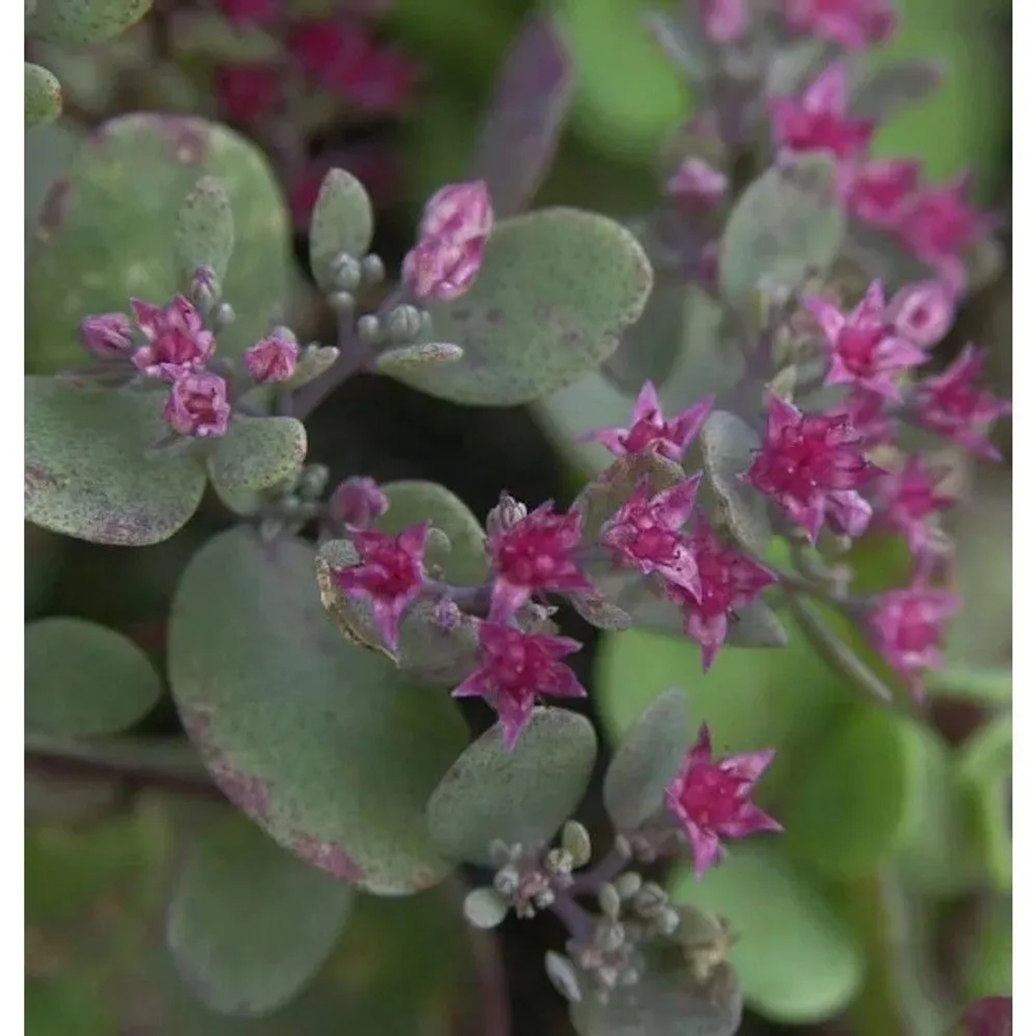 Pflaumen Fetthenne Lidakense mit graugrünen Blättern und leuchtend pinken Blüten, ideal als winterharte Staude.