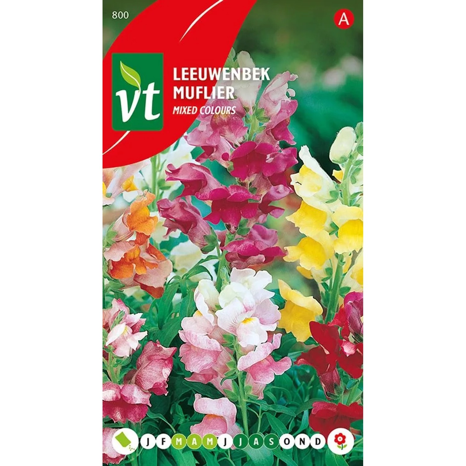 Löwenmaul 'Nain Mix' Saatgut ca. 0,4 g Bunte Blüten