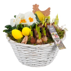 Frühlingsarrangement im weißen Korb mit Primeln, Traubenhyazinthen, Osterglocken und Deko-Eiern.